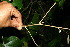  ( - BioBot11521)  @11 [ ] CreativeCommons - Attribution Non-Commercial Share-Alike (2010) Daniel H. Janzen Guanacaste Dry Forest Conservation Fund