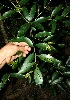  ( - BioBot11528)  @11 [ ] CreativeCommons - Attribution Non-Commercial Share-Alike (2010) Daniel H. Janzen Guanacaste Dry Forest Conservation Fund