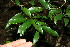  ( - BioBot11529)  @11 [ ] CreativeCommons - Attribution Non-Commercial Share-Alike (2010) Daniel H. Janzen Guanacaste Dry Forest Conservation Fund