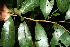  ( - BioBot11529)  @11 [ ] CreativeCommons - Attribution Non-Commercial Share-Alike (2010) Daniel H. Janzen Guanacaste Dry Forest Conservation Fund