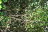  ( - BioBot11530)  @11 [ ] CreativeCommons - Attribution Non-Commercial Share-Alike (2010) Daniel H. Janzen Guanacaste Dry Forest Conservation Fund