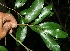  ( - BioBot11530)  @11 [ ] CreativeCommons - Attribution Non-Commercial Share-Alike (2010) Daniel H. Janzen Guanacaste Dry Forest Conservation Fund