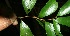  ( - BioBot11530)  @11 [ ] CreativeCommons - Attribution Non-Commercial Share-Alike (2010) Daniel H. Janzen Guanacaste Dry Forest Conservation Fund