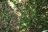  ( - BioBot11532)  @11 [ ] CreativeCommons - Attribution Non-Commercial Share-Alike (2010) Daniel H. Janzen Guanacaste Dry Forest Conservation Fund