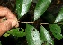  ( - BioBot11532)  @11 [ ] CreativeCommons - Attribution Non-Commercial Share-Alike (2010) Daniel H. Janzen Guanacaste Dry Forest Conservation Fund