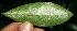  (Desmopsis bibracteata - BioBot11532)  @11 [ ] CreativeCommons - Attribution Non-Commercial Share-Alike (2010) Daniel H. Janzen Guanacaste Dry Forest Conservation Fund