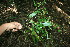  ( - BioBot11533)  @11 [ ] CreativeCommons - Attribution Non-Commercial Share-Alike (2010) Daniel H. Janzen Guanacaste Dry Forest Conservation Fund