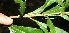  ( - BioBot11533)  @11 [ ] CreativeCommons - Attribution Non-Commercial Share-Alike (2010) Daniel H. Janzen Guanacaste Dry Forest Conservation Fund