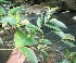  ( - BioBot11540)  @11 [ ] CreativeCommons - Attribution Non-Commercial Share-Alike (2010) Daniel H. Janzen Guanacaste Dry Forest Conservation Fund