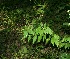  ( - BioBot11559)  @11 [ ] CreativeCommons - Attribution Non-Commercial Share-Alike (2010) Daniel H. Janzen Guanacaste Dry Forest Conservation Fund