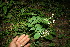  ( - BioBot11565)  @11 [ ] CreativeCommons - Attribution Non-Commercial Share-Alike (2010) Daniel H. Janzen Guanacaste Dry Forest Conservation Fund