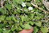  (Evolvulus nummularius - BioBot11577)  @11 [ ] CreativeCommons - Attribution Non-Commercial Share-Alike (2010) Daniel H. Janzen Guanacaste Dry Forest Conservation Fund