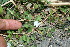  ( - BioBot11578)  @11 [ ] CreativeCommons - Attribution Non-Commercial Share-Alike (2010) Daniel H. Janzen Guanacaste Dry Forest Conservation Fund