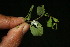  ( - BioBot11578)  @11 [ ] CreativeCommons - Attribution Non-Commercial Share-Alike (2010) Daniel H. Janzen Guanacaste Dry Forest Conservation Fund