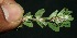  (Chamaesyce dioica - BioBot11580)  @11 [ ] CreativeCommons - Attribution Non-Commercial Share-Alike (2010) Daniel H. Janzen Guanacaste Dry Forest Conservation Fund