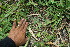  ( - BioBot11582)  @11 [ ] CreativeCommons - Attribution Non-Commercial Share-Alike (2010) Daniel H. Janzen Guanacaste Dry Forest Conservation Fund