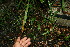  ( - BioBot11587)  @11 [ ] CreativeCommons - Attribution Non-Commercial Share-Alike (2010) Daniel H. Janzen Guanacaste Dry Forest Conservation Fund