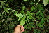  (Argythamnia - BioBot11624)  @11 [ ] CreativeCommons - Attribution Non-Commercial Share-Alike (2010) Daniel H. Janzen Guanacaste Dry Forest Conservation Fund