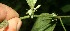  ( - BioBot11624)  @11 [ ] CreativeCommons - Attribution Non-Commercial Share-Alike (2010) Daniel H. Janzen Guanacaste Dry Forest Conservation Fund