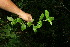  ( - BioBot11625)  @11 [ ] CreativeCommons - Attribution Non-Commercial Share-Alike (2010) Daniel H. Janzen Guanacaste Dry Forest Conservation Fund