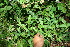  ( - BioBot11626)  @11 [ ] CreativeCommons - Attribution Non-Commercial Share-Alike (2010) Daniel H. Janzen Guanacaste Dry Forest Conservation Fund