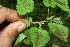  ( - BioBot11630)  @11 [ ] CreativeCommons - Attribution Non-Commercial Share-Alike (2010) Daniel H. Janzen Guanacaste Dry Forest Conservation Fund