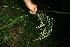  ( - BioBot11633)  @11 [ ] CreativeCommons - Attribution Non-Commercial Share-Alike (2010) Daniel H. Janzen Guanacaste Dry Forest Conservation Fund