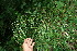  ( - BioBot11634)  @11 [ ] CreativeCommons - Attribution Non-Commercial Share-Alike (2010) Daniel H. Janzen Guanacaste Dry Forest Conservation Fund
