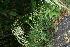 ( - BioBot11635)  @11 [ ] CreativeCommons - Attribution Non-Commercial Share-Alike (2010) Daniel H. Janzen Guanacaste Dry Forest Conservation Fund