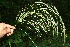  ( - BioBot11635)  @11 [ ] CreativeCommons - Attribution Non-Commercial Share-Alike (2010) Daniel H. Janzen Guanacaste Dry Forest Conservation Fund