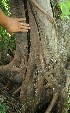  ( - BioBot11642)  @11 [ ] CreativeCommons - Attribution Non-Commercial Share-Alike (2010) Daniel H. Janzen Guanacaste Dry Forest Conservation Fund