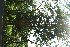  ( - BioBot11644)  @11 [ ] CreativeCommons - Attribution Non-Commercial Share-Alike (2010) Daniel H. Janzen Guanacaste Dry Forest Conservation Fund