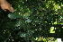  ( - BioBot11644)  @11 [ ] CreativeCommons - Attribution Non-Commercial Share-Alike (2010) Daniel H. Janzen Guanacaste Dry Forest Conservation Fund