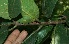  ( - BioBot11644)  @11 [ ] CreativeCommons - Attribution Non-Commercial Share-Alike (2010) Daniel H. Janzen Guanacaste Dry Forest Conservation Fund