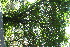  ( - BioBot11646)  @11 [ ] CreativeCommons - Attribution Non-Commercial Share-Alike (2010) Daniel H. Janzen Guanacaste Dry Forest Conservation Fund