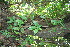  ( - BioBot11646)  @11 [ ] CreativeCommons - Attribution Non-Commercial Share-Alike (2010) Daniel H. Janzen Guanacaste Dry Forest Conservation Fund