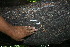  ( - BioBot11646)  @11 [ ] CreativeCommons - Attribution Non-Commercial Share-Alike (2010) Daniel H. Janzen Guanacaste Dry Forest Conservation Fund
