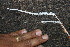  ( - BioBot11646)  @11 [ ] CreativeCommons - Attribution Non-Commercial Share-Alike (2010) Daniel H. Janzen Guanacaste Dry Forest Conservation Fund