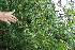  ( - BioBot11650)  @11 [ ] CreativeCommons - Attribution Non-Commercial Share-Alike (2010) Daniel H. Janzen Guanacaste Dry Forest Conservation Fund