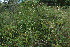 ( - BioBot11651)  @11 [ ] CreativeCommons - Attribution Non-Commercial Share-Alike (2010) Daniel H. Janzen Guanacaste Dry Forest Conservation Fund