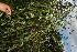  ( - BioBot11651)  @11 [ ] CreativeCommons - Attribution Non-Commercial Share-Alike (2010) Daniel H. Janzen Guanacaste Dry Forest Conservation Fund