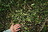  ( - BioBot11654)  @11 [ ] CreativeCommons - Attribution Non-Commercial Share-Alike (2010) Daniel H. Janzen Guanacaste Dry Forest Conservation Fund