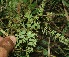  ( - BioBot11654)  @11 [ ] CreativeCommons - Attribution Non-Commercial Share-Alike (2010) Daniel H. Janzen Guanacaste Dry Forest Conservation Fund