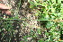  (Sorghastrum incompletum - BioBot11655)  @11 [ ] CreativeCommons - Attribution Non-Commercial Share-Alike (2010) Daniel H. Janzen Guanacaste Dry Forest Conservation Fund