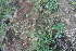  (Chamaecrista flexuosa - BioBot11661)  @11 [ ] CreativeCommons - Attribution Non-Commercial Share-Alike (2010) Daniel H. Janzen Guanacaste Dry Forest Conservation Fund