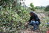  ( - BioBot11663)  @11 [ ] CreativeCommons - Attribution Non-Commercial Share-Alike (2010) Daniel H. Janzen Guanacaste Dry Forest Conservation Fund