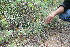  ( - BioBot11663)  @11 [ ] CreativeCommons - Attribution Non-Commercial Share-Alike (2010) Daniel H. Janzen Guanacaste Dry Forest Conservation Fund
