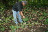 ( - BioBot11670)  @11 [ ] CreativeCommons - Attribution Non-Commercial Share-Alike (2010) Daniel H. Janzen Guanacaste Dry Forest Conservation Fund