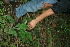  ( - BioBot11670)  @11 [ ] CreativeCommons - Attribution Non-Commercial Share-Alike (2010) Daniel H. Janzen Guanacaste Dry Forest Conservation Fund