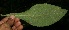  ( - BioBot11670)  @11 [ ] CreativeCommons - Attribution Non-Commercial Share-Alike (2010) Daniel H. Janzen Guanacaste Dry Forest Conservation Fund